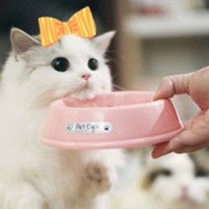 个性软萌猫咪微信头像
