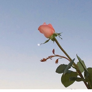 一枝玫瑰花的唯美微信头像1