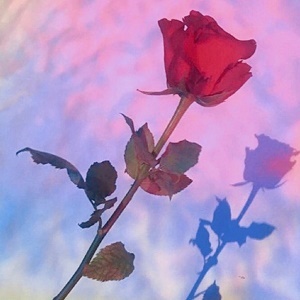 一枝玫瑰花的唯美微信头像4