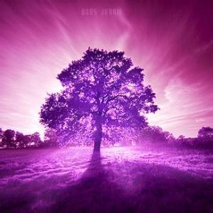 紫色光芒照射在大树上风景头像_微信头像