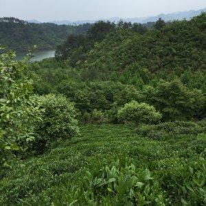 一片绿色植物风景头像