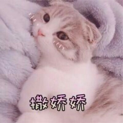 萌化了少女心的可爱猫咪图像4(2019-04-23)