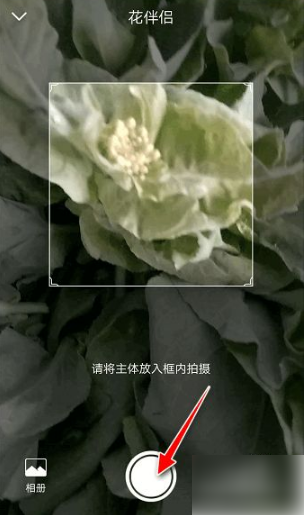 花伴侶怎麼使用如何使用花伴侶app軟件進行拍照識植物