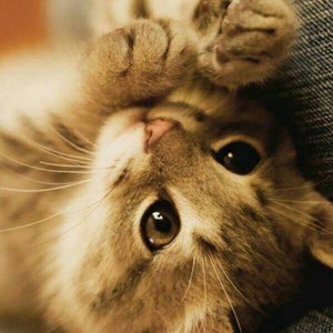 萌猫 可爱微信图片