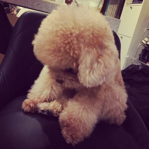 萌萌哒泰迪可爱微信头像