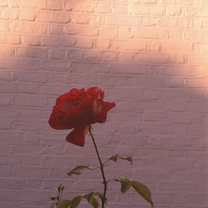 一枝玫瑰花的唯美微信头像6