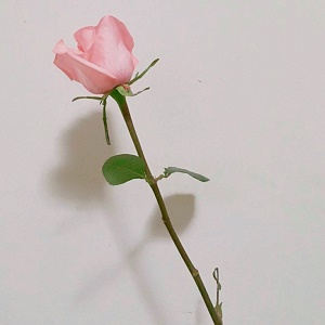 单独一朵花唯美头像图片