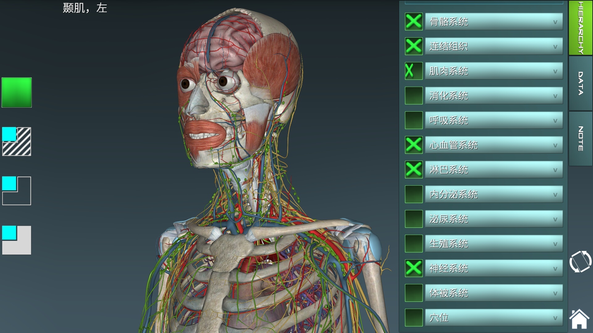 人体正面与背面的躯干骨骼结构-普画网