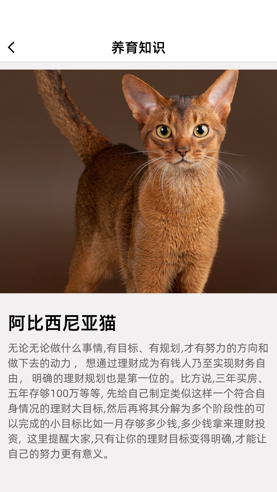 开心招财猫截图3