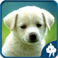 Animal Jigsaw Puzzles app icon图