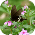 爱花园app icon图